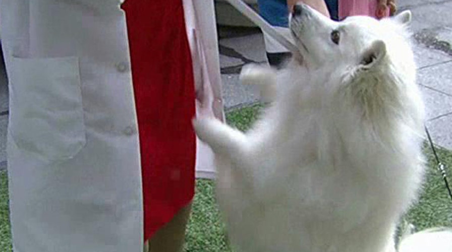 Celebrating Fourth of July with American purebreds