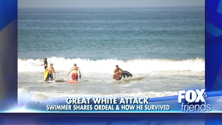 Swimmer bitten by great white shark 