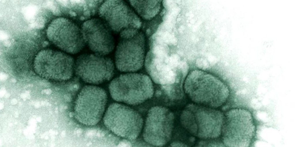 vials of smallpox found in gov't storage room Fox News Video