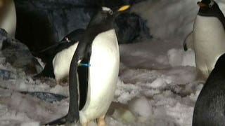 Penguin paradise  - Fox News