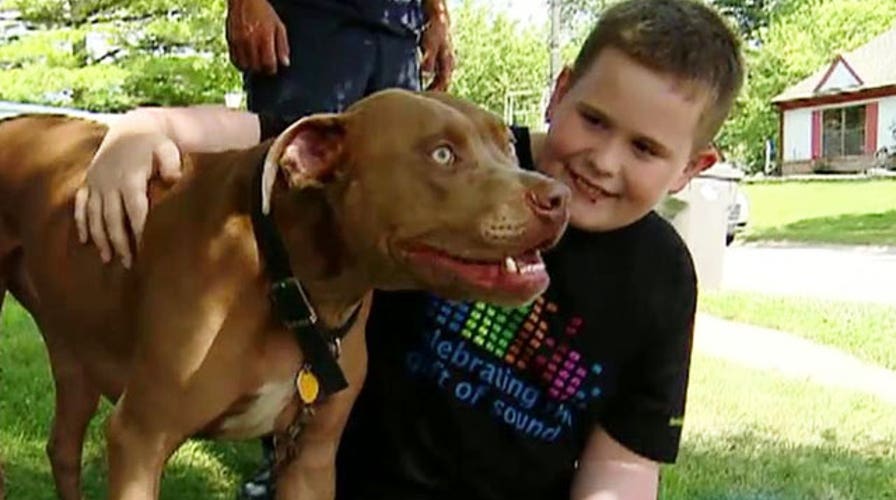 Family dog hailed a hero