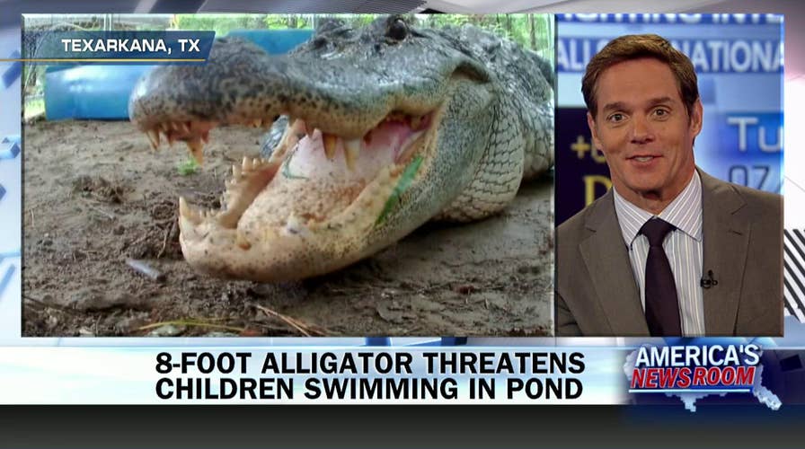 072214_gator_1257