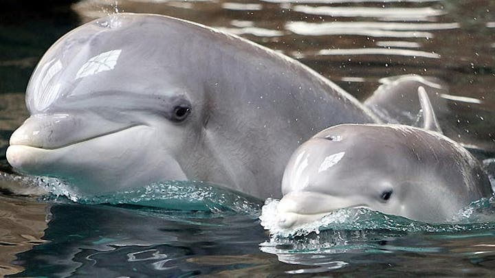 Study: Dolphins use whistles to call each other by name