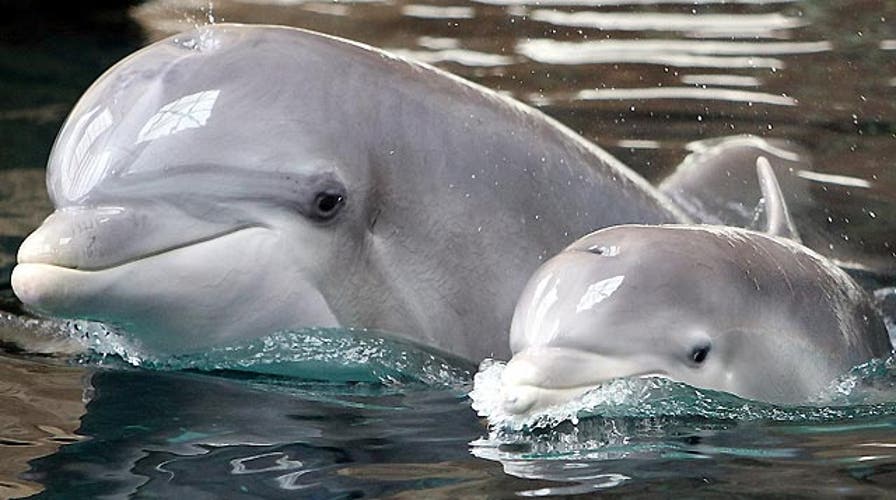 Study: Dolphins use whistles to call each other by name