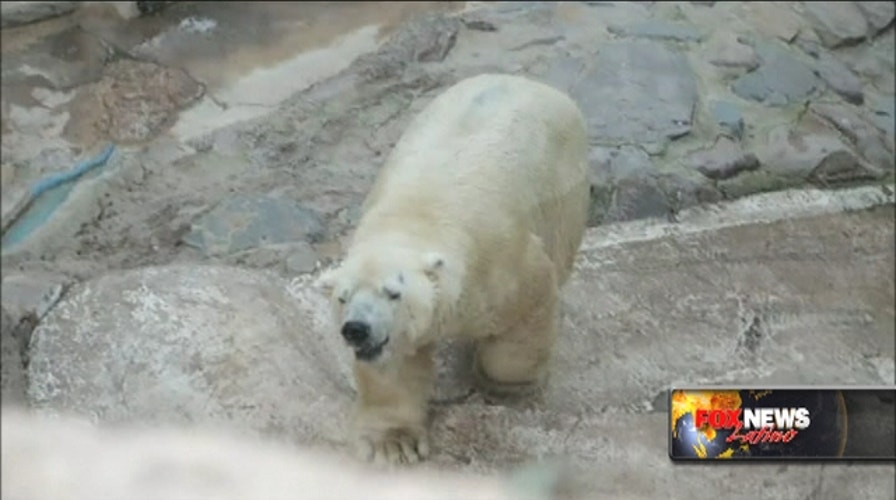 Arturo, the depressed polar bear, to stay in Argentina