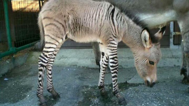 Grapevine: Donkey gives birth to part zebra baby