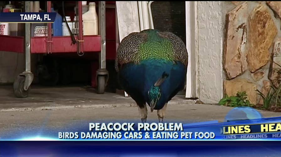072414_peacocks_1143