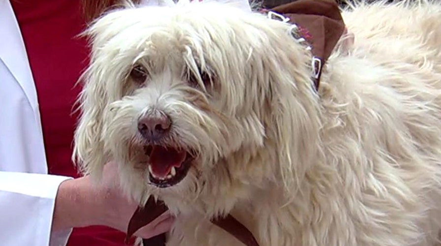 Tips to pick the right furry friend for your family