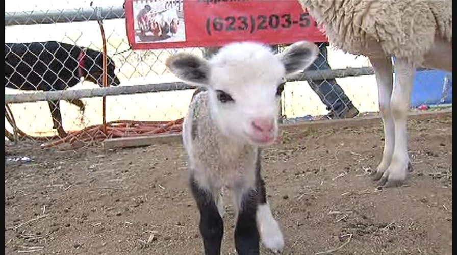 Rare 'geep' born in Arizona