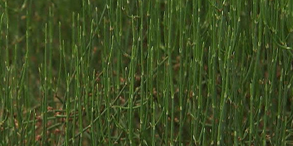 Ephedra nevadensis fogyás - subiker.hu