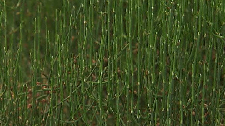 Healing plant wards off colds