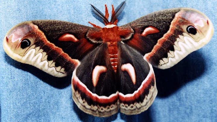 Greta: I apologize for making fun of National Moth Week