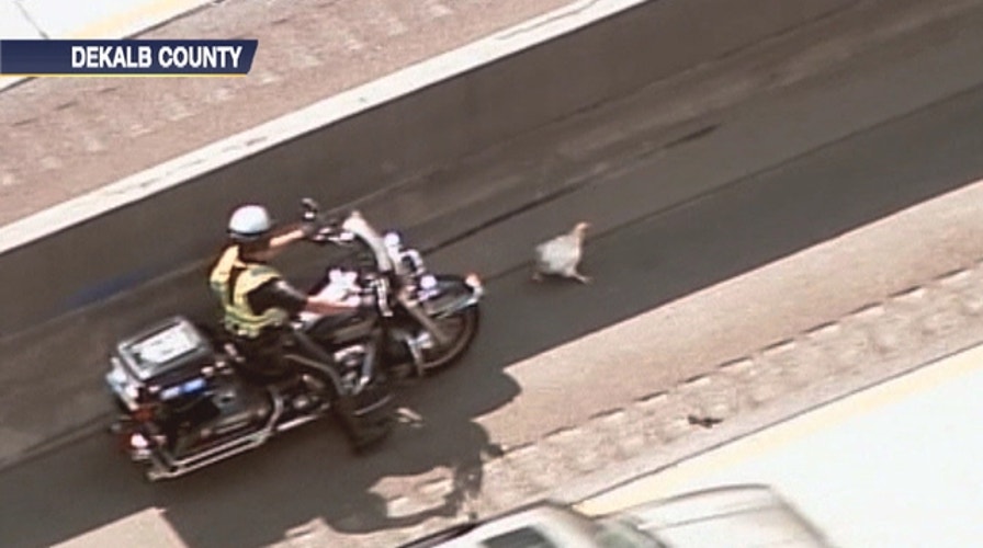 Police Escorts Chicken To Safety 