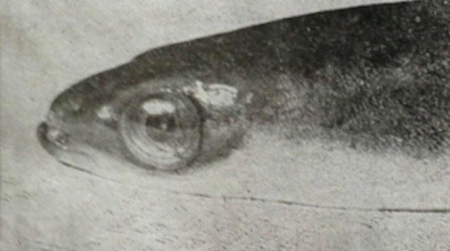 World's oldest eel dies at 155