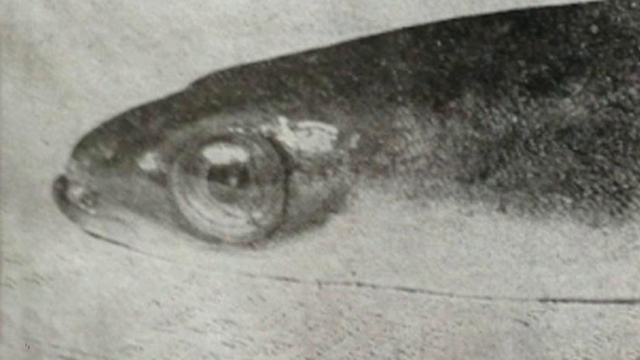 Cocaine in London river is making eels 
