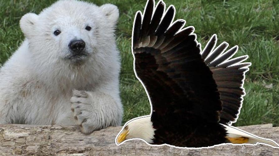 'Outnumbered Overtime': What's your spirit animal?