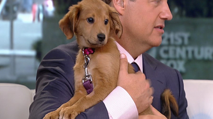 After the Show Show: Puppies!