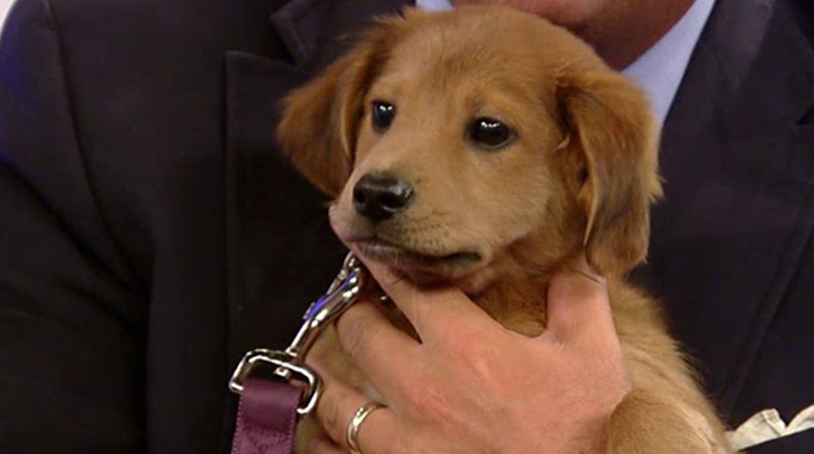 Study shows pictures of cute animals help narrow our focus