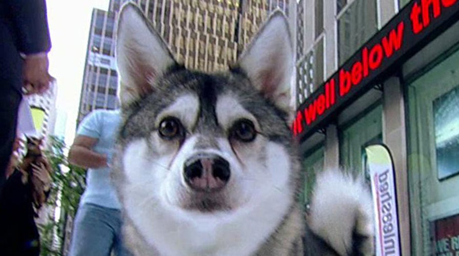 Help your pets beat the heat