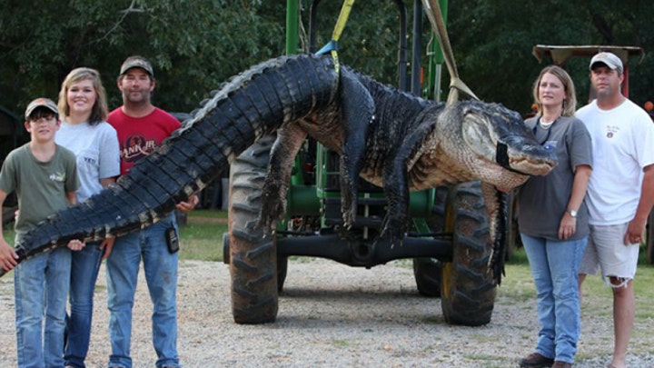Catch of a lifetime: Monster gator caught in Alabama