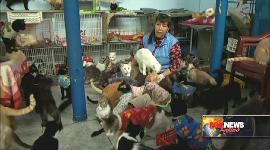 Is this woman the real cat lady?