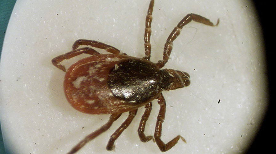2 new diseases found in ticks; Lyme disease infections soar