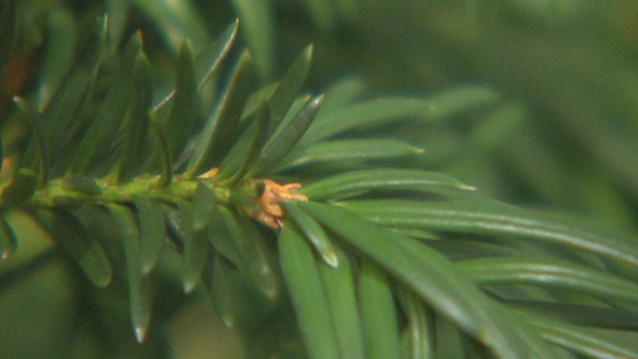 Pacific yew A potent cancer fighting agent Fox News
