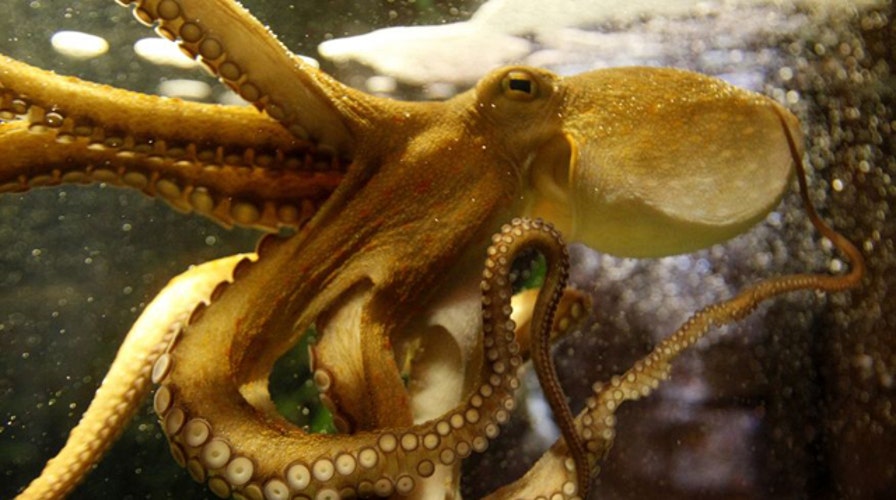 War Games: Octopus camouflage for the military