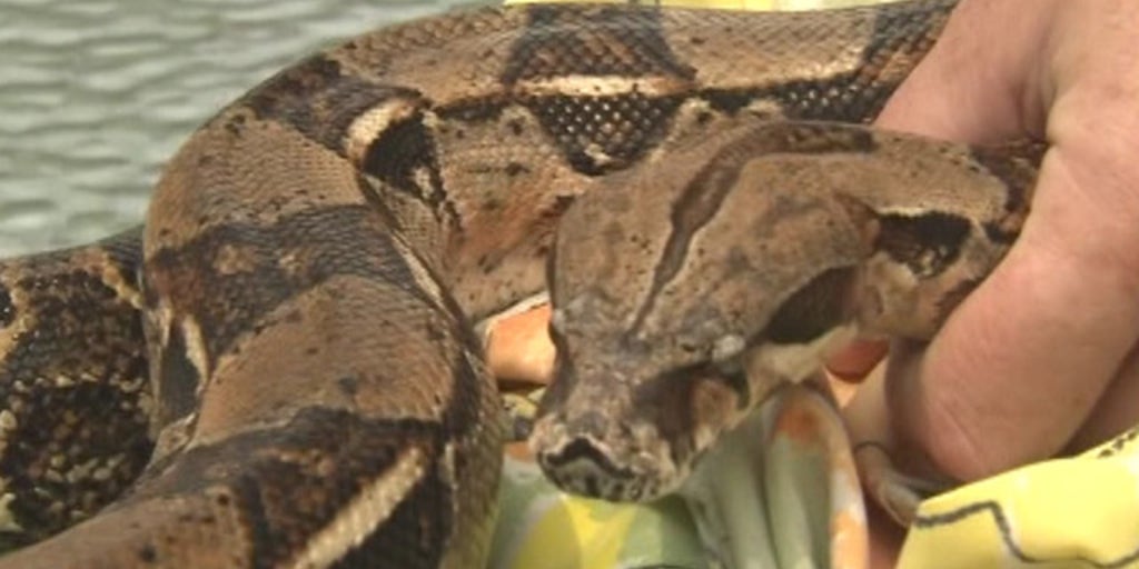 Boa in the backyard? Fox News Video