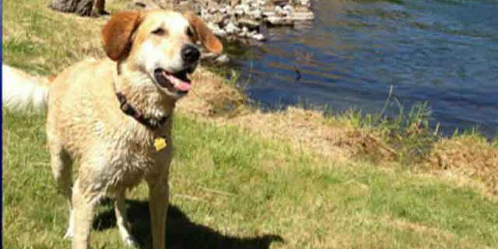 Small start up wags its way to booming business Fox News Video