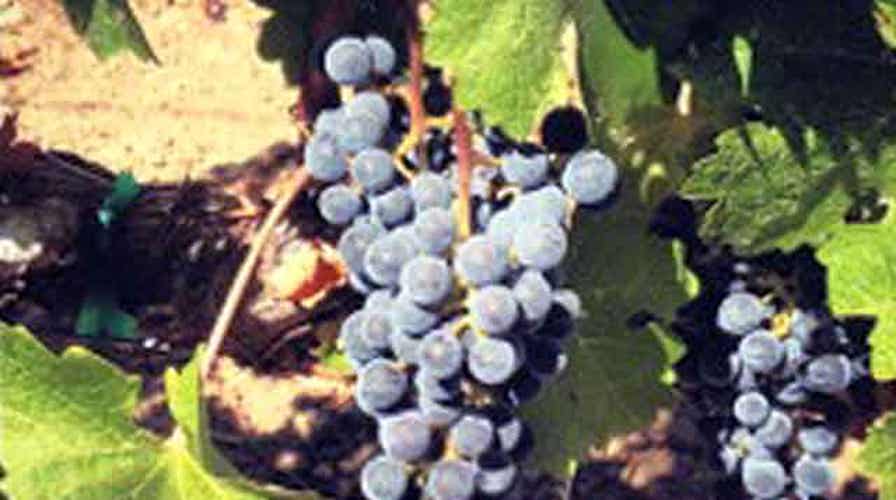 Famed Latour buys top Napa vines