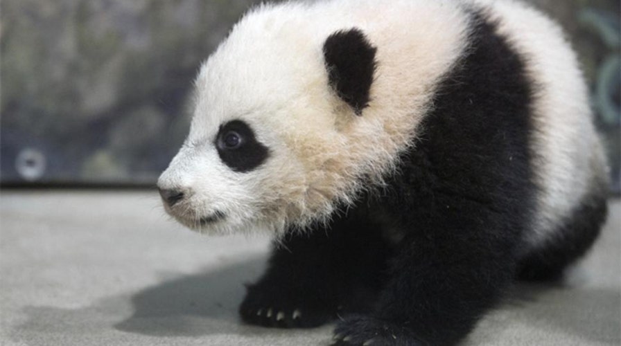 Power Player Plus: Bao Bao