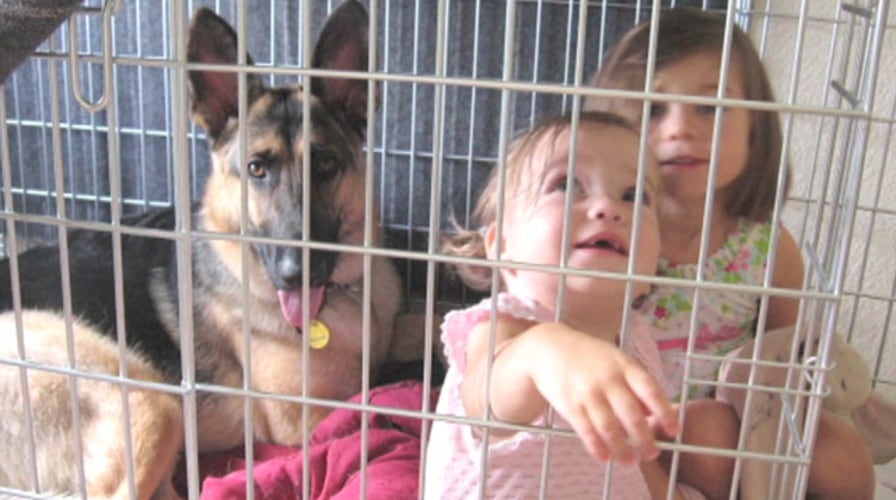 New training required after police shoot family dog