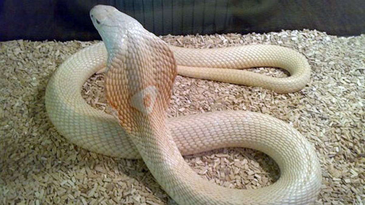albino king cobra