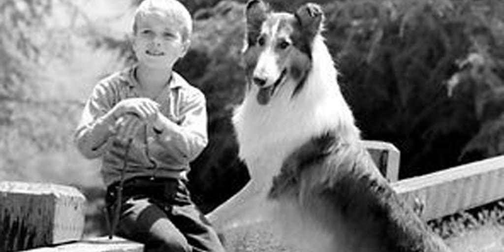 Dogs top list of TV's best animals, cats noticeably absent | Fox News Video