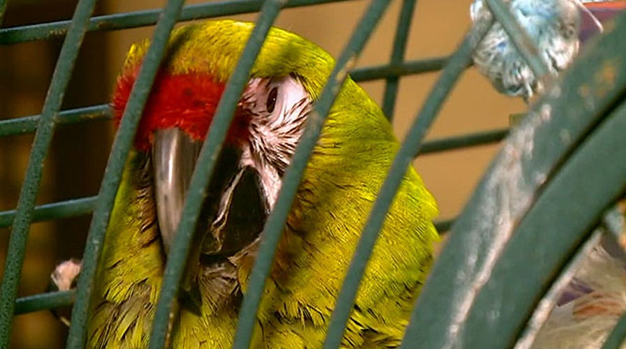 Over 600 animals rescued from Ohio home