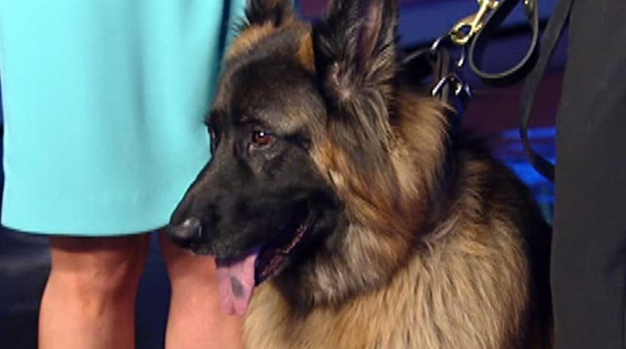 Texas non-profit helps buy dogs for law enforcement, schools