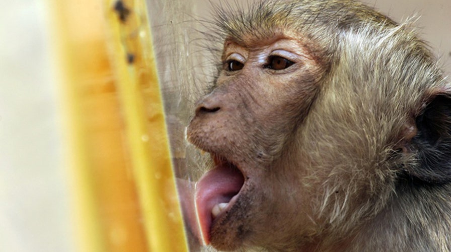 Watchdog: Feds spend $3.2 million to study drunken monkeys