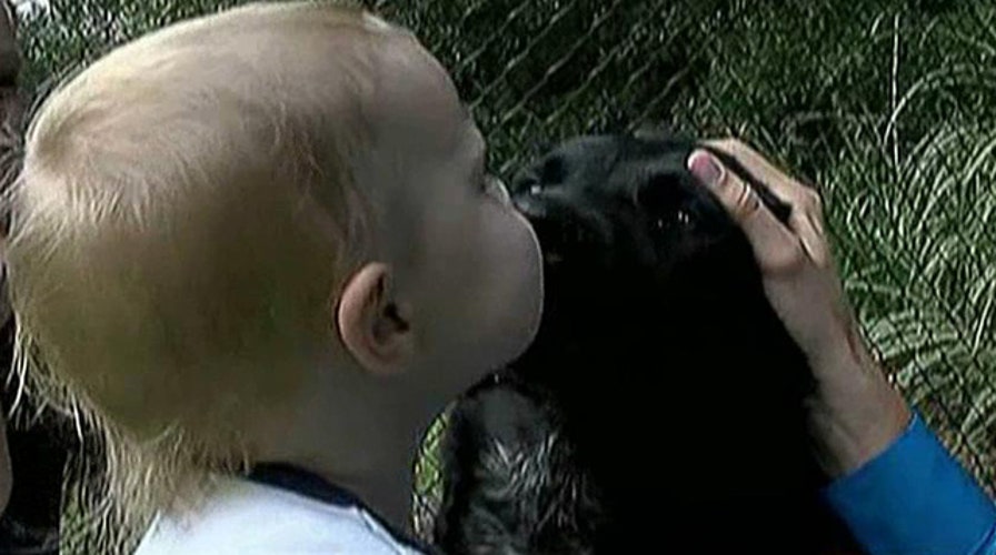 Family dog alerts parents to abusive babysitter