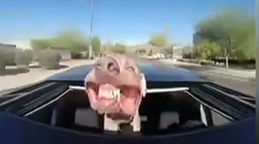 Dog's joyride tops week's viral videos