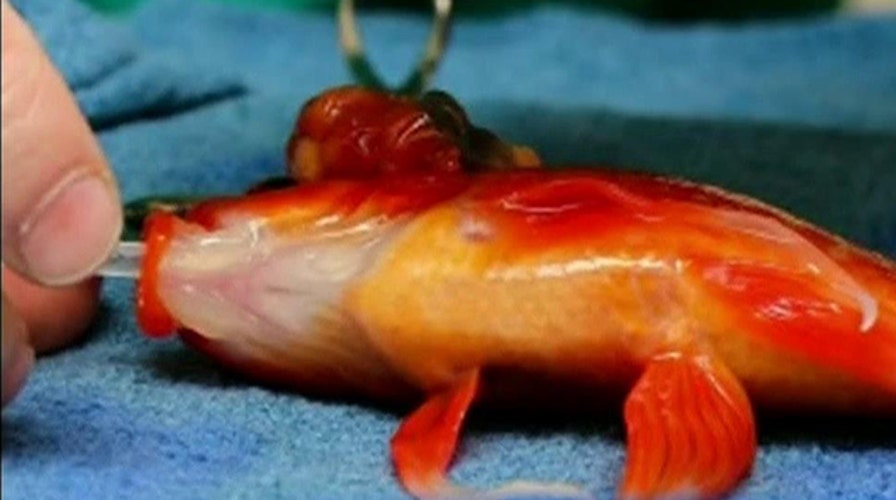 Life-saving goldfish surgery goes swimmingly well