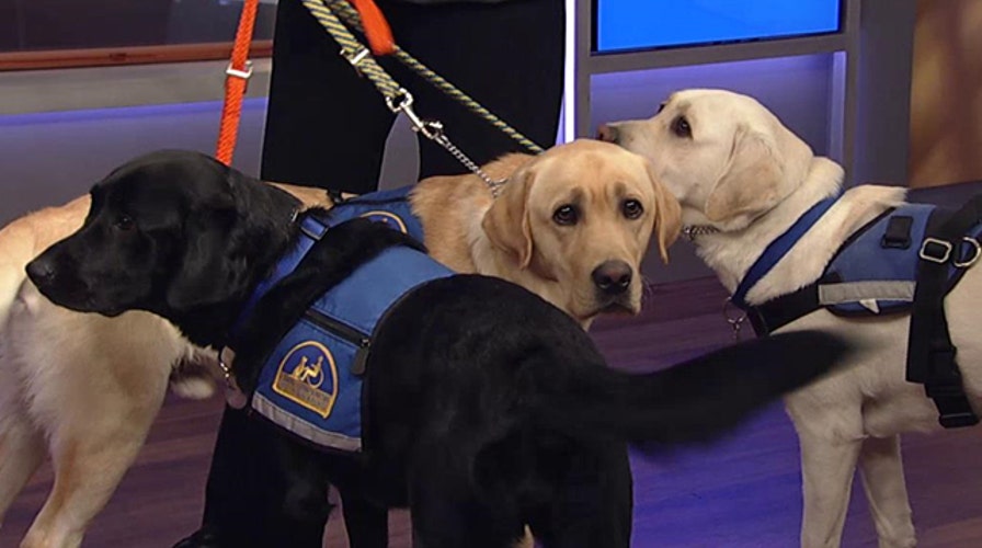 Non-profit trains dogs to assist the disabled