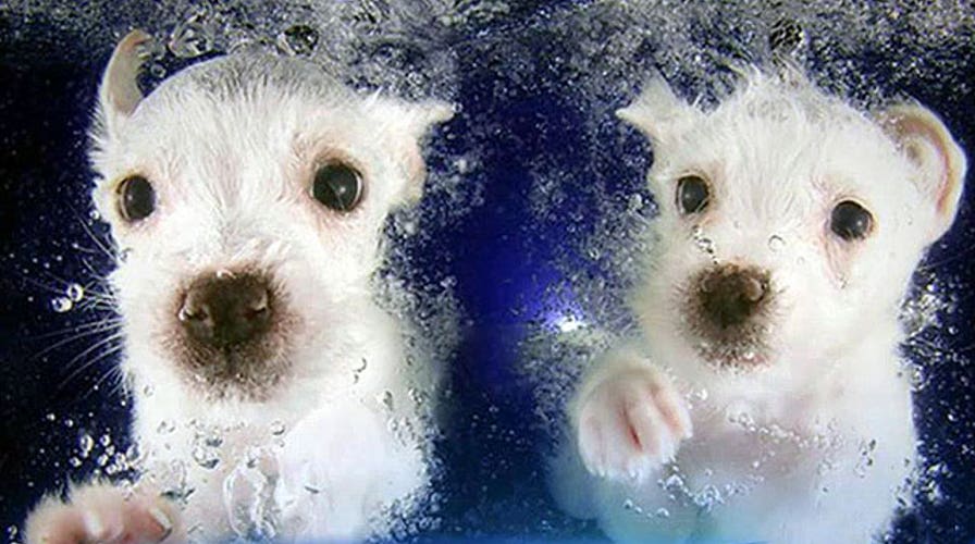 Photographer teaches puppies to swim