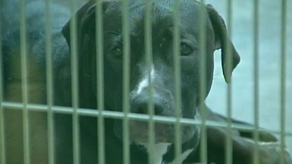 2yearold boy killed by pit bulls at baby sitter's house Fox News