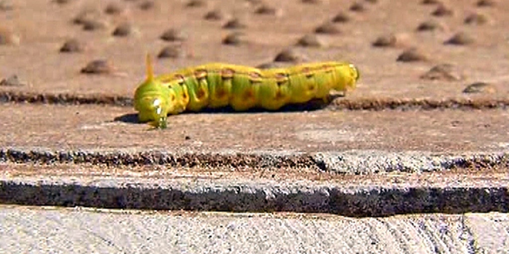 Caterpillar overload in Arizona valley | Fox News Video