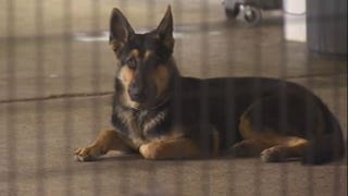 Deadly doggie disease - Fox News