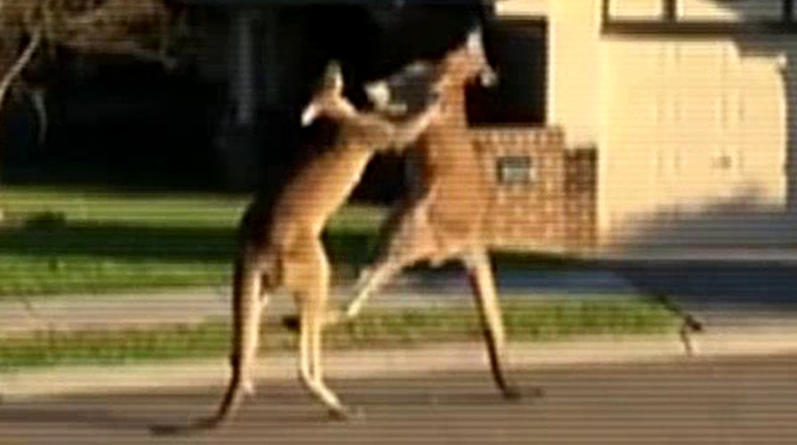 Boxing kangaroos duke it out in Australian suburb