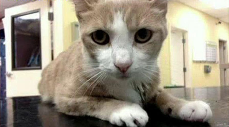 Cat receives lifesaving blood transfusion from dog