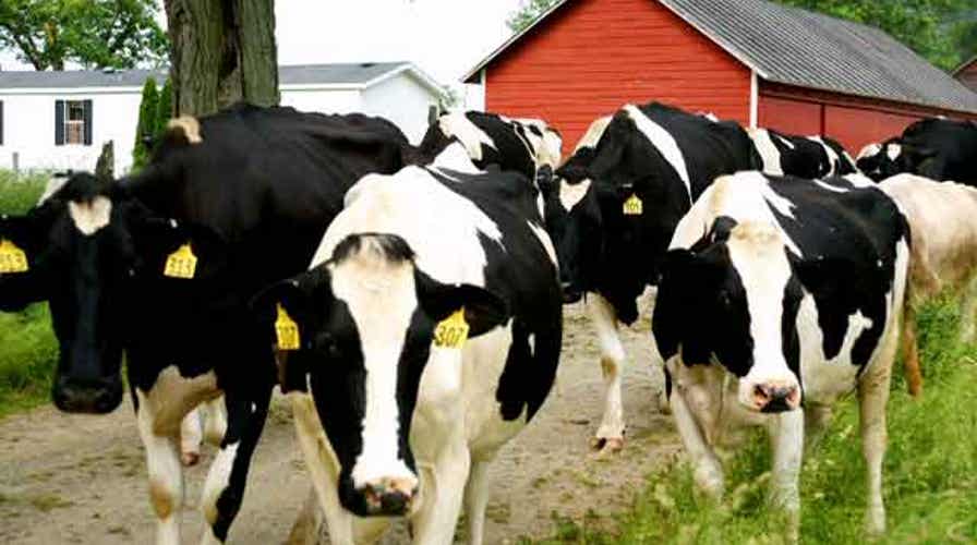 Got milk? Why it may get more expensive 