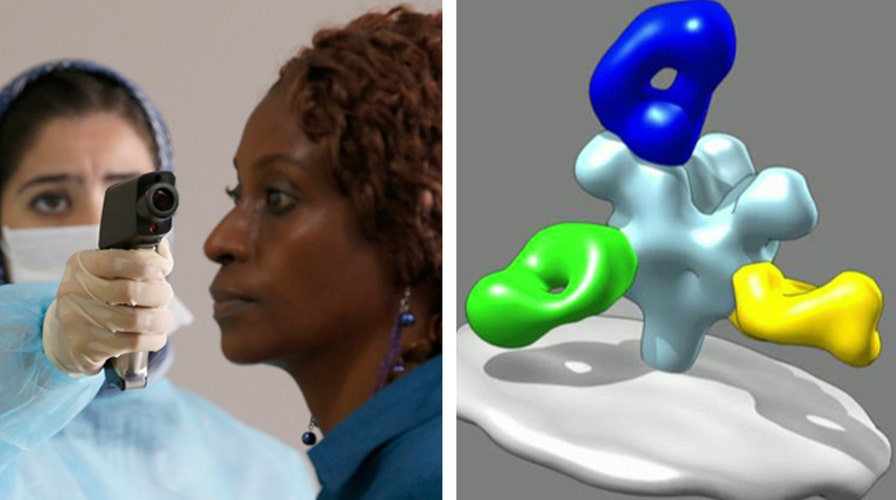 How antibodies could help save Ebola patients